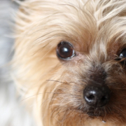 「春をみつめる」「ペットフォトコンテスト～見つけた！我が家の小さな春」開催の投稿画像