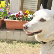 「春いっぱい」「ペットフォトコンテスト～見つけた！我が家の小さな春」開催の投稿画像