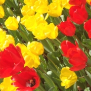 「横浜の関内。スタジアム横の公園はすごい！」【ハウステンボスJRオリジナルベアをプレゼント！】春のとっておきフォトを大募集♪の投稿画像