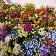 「フラワーガーデン」【ハウステンボスJRオリジナルベアをプレゼント！】春のとっておきフォトを大募集♪の投稿画像