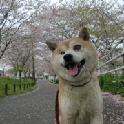 「目が見えなくてもニオイで楽しむ春」「ペットフォトコンテスト～見つけた！我が家の小さな春」開催の投稿画像