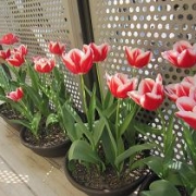 「我が家の狭いベランダにも。。。」【ハウステンボスJRオリジナルベアをプレゼント！】春のとっておきフォトを大募集♪の投稿画像