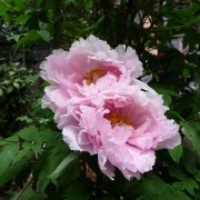 「◆庭に咲く牡丹の花◆」【ハウステンボスJRオリジナルベアをプレゼント！】春のとっておきフォトを大募集♪の投稿画像