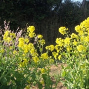 「菜の花と桜」【ハウステンボスJRオリジナルベアをプレゼント！】春のとっておきフォトを大募集♪の投稿画像