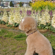 「花よりダンゴ？？」「ペットフォトコンテスト～見つけた！我が家の小さな春」開催の投稿画像