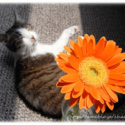 「日光浴♪」「ペットフォトコンテスト～見つけた！我が家の小さな春」開催の投稿画像