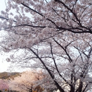 「満開！」【ハウステンボスJRオリジナルベアをプレゼント！】春のとっておきフォトを大募集♪の投稿画像