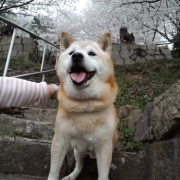 「毎年恒例！高齢犬のお花見★」【ハウステンボスJRオリジナルベアをプレゼント！】春のとっておきフォトを大募集♪の投稿画像