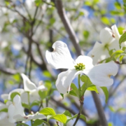 「ハナミズキ」【クリンスイ】～水のある風景～　写真テーマ「花」の投稿画像