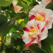「つばき」【クリンスイ】～水のある風景～　写真テーマ「花」の投稿画像