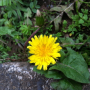 「忘れないでね。」【クリンスイ】～水のある風景～　写真テーマ「花」の投稿画像