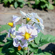 「じゃがいもの花」【クリンスイ】～水のある風景～　写真テーマ「花」の投稿画像