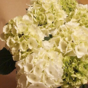 「結婚記念日（ごむ婚式）にアジサイのプレゼント」【クリンスイ】～水のある風景～　写真テーマ「花」の投稿画像