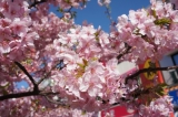 河津桜満開