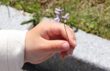 道端の小さなお花