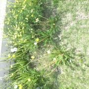 「旦那から」風薫る５月！お花の写真を投稿して日本製BBクリームを現品でモニターしよう！の投稿画像