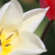 「チューリップ」風薫る５月！お花の写真を投稿して日本製BBクリームを現品でモニターしよう！の投稿画像