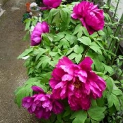 「★満開の牡丹の花★」風薫る５月！お花の写真を投稿して日本製BBクリームを現品でモニターしよう！の投稿画像