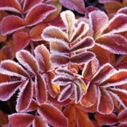 「実家のお花」風薫る５月！お花の写真を投稿して日本製BBクリームを現品でモニターしよう！の投稿画像