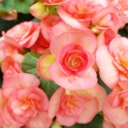 「★ベゴニア農家★」風薫る５月！お花の写真を投稿して日本製BBクリームを現品でモニターしよう！の投稿画像