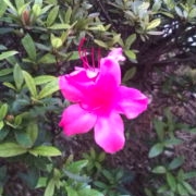 「さつき」風薫る５月！お花の写真を投稿して日本製BBクリームを現品でモニターしよう！の投稿画像