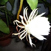 「◆温室で咲いた月下美人◆」風薫る５月！お花の写真を投稿して日本製BBクリームを現品でモニターしよう！の投稿画像