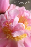 ふんわり波立つフェザータッチな花びらたち