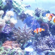 「友達の水槽」水無月、水のある風景写真を投稿してお肌にもうるおいを！化粧水モニター募集の投稿画像