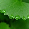 「葉っぱにハート形の朝露！」水無月、水のある風景写真を投稿してお肌にもうるおいを！化粧水モニター募集の投稿画像
