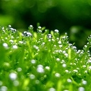 「朝の水玉」水無月、水のある風景写真を投稿してお肌にもうるおいを！化粧水モニター募集の投稿画像