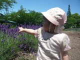 ラベンダーとの触れ合い☆