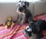 「長崎からやってきた」の画像