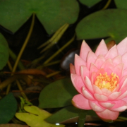 「ぷかぷか」【クリンスイ】～水のある風景～　写真テーマ「雨」の投稿画像