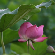 「雨上がりのハス畑」【クリンスイ】～水のある風景～　写真テーマ「雨」の投稿画像