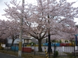 私が好きな花