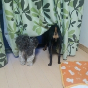 「雨ふってる？ふってるね（泣）」「ペットフォトコンテスト～雨の日もご機嫌ハッピー！うちの子の梅雨の過ごし方」開催の投稿画像