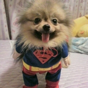 「おめかし」「ペットフォトコンテスト～雨の日もご機嫌ハッピー！うちの子の梅雨の過ごし方」開催の投稿画像