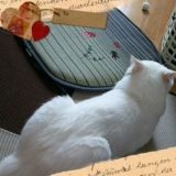 「露の日のすごし方」の画像（1枚目）