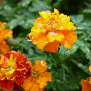 「雨上がりの午後」【クリンスイ】～水のある風景～　写真テーマ「雨」の投稿画像