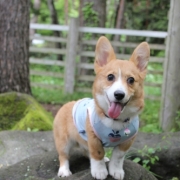 「野生のコーギー」「ペットフォトコンテスト～雨の日もご機嫌ハッピー！うちの子の梅雨の過ごし方」開催の投稿画像