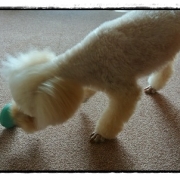 「梅雨時のメタボ対策★★」「ペットフォトコンテスト～雨の日もご機嫌ハッピー！うちの子の梅雨の過ごし方」開催の投稿画像