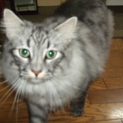 「毎日、私の帰りを待ってくれてるかわいいとどちゃん！！！」「ペットフォトコンテスト～雨の日もご機嫌ハッピー！うちの子の梅雨の過ごし方」開催の投稿画像