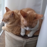 「梅雨の過ごし方」「ペットフォトコンテスト～雨の日もご機嫌ハッピー！うちの子の梅雨の過ごし方」開催の投稿画像