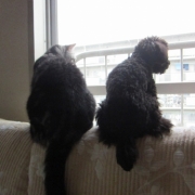 「☆雨の日は☆」「ペットフォトコンテスト～雨の日もご機嫌ハッピー！うちの子の梅雨の過ごし方」開催の投稿画像