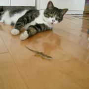 「雨が止んでるうちに猟にでます」「ペットフォトコンテスト～雨の日もご機嫌ハッピー！うちの子の梅雨の過ごし方」開催の投稿画像