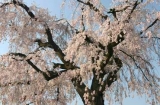 円山公園のさくら