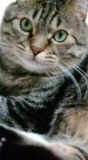 ハイチーズ