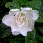 「雨に匂う」C1000と楽しもう！雨粒写真で雨を楽しんじゃおう！の投稿画像