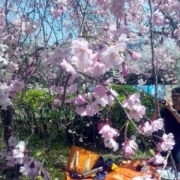 「お花見」お花の写真を投稿して日本製BBクリームを現品でモニターしよう！の投稿画像