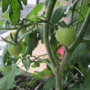 「すくすく成長中」C1000と楽しもう！雨粒写真で雨を楽しんじゃおう！の投稿画像